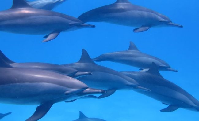 Dolphin house trip in Hurghada