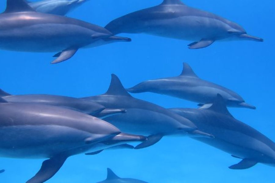 Dolphin house trip in Hurghada