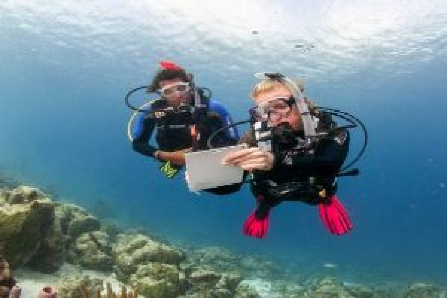 PADI Drift Diver in Hurghada