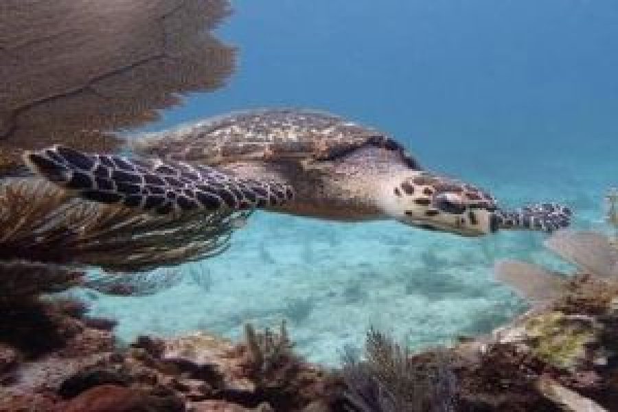 PADI Underwater Naturalist Course in Hurghada