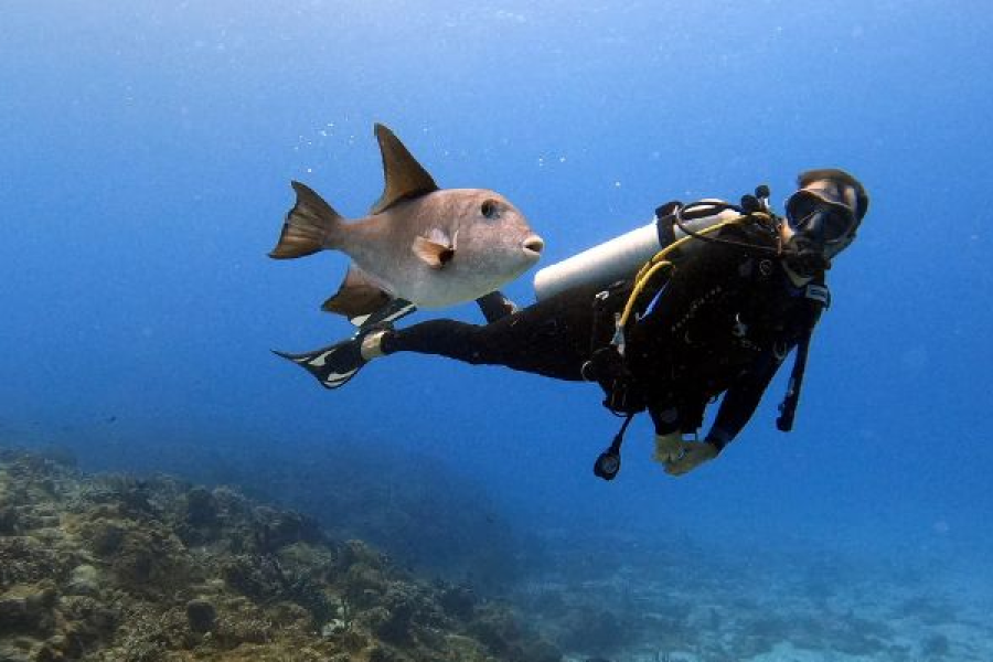 Diving Packages (Certified Divers)
