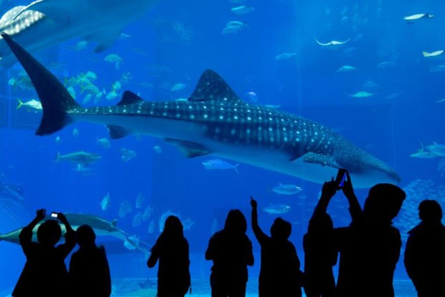 Hurghada Grand Aquarium