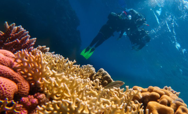 Aware – Coral Reef Conservation Course in Marsa Alam