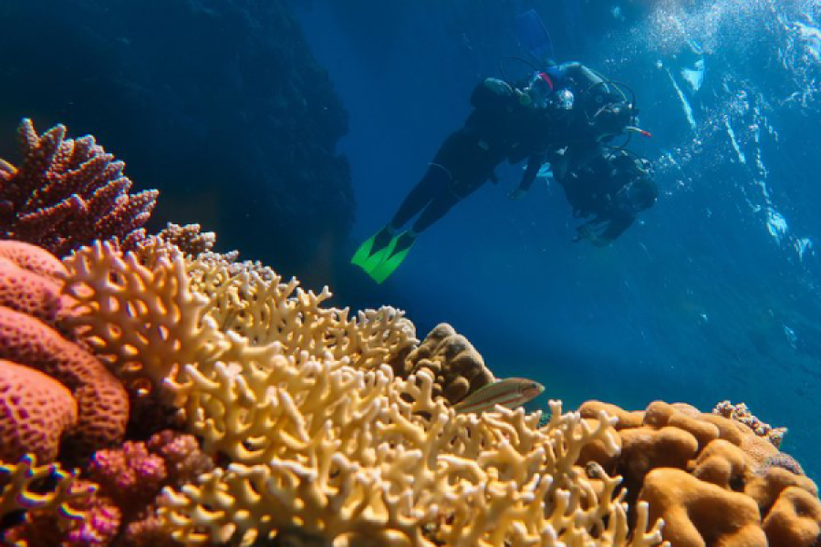 Aware – Coral Reef Conservation Course in Marsa Alam