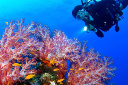 Aware – Coral Reef Conservation Course in Dahab