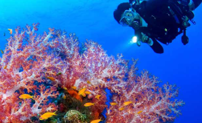 Aware – Coral Reef Conservation Course in Dahab