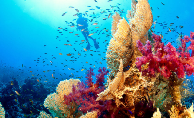 Aware – Coral Reef in Sharm El-Sheikh