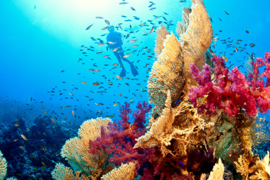 Aware – Coral Reef in Sharm El-Sheikh