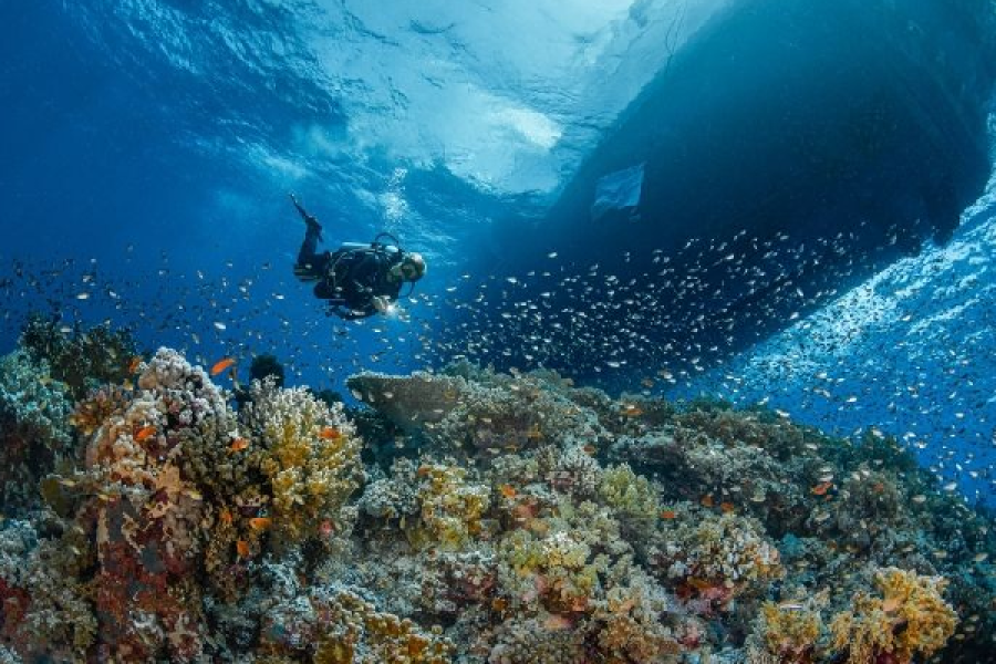 Deep Diver in Marsa Alam