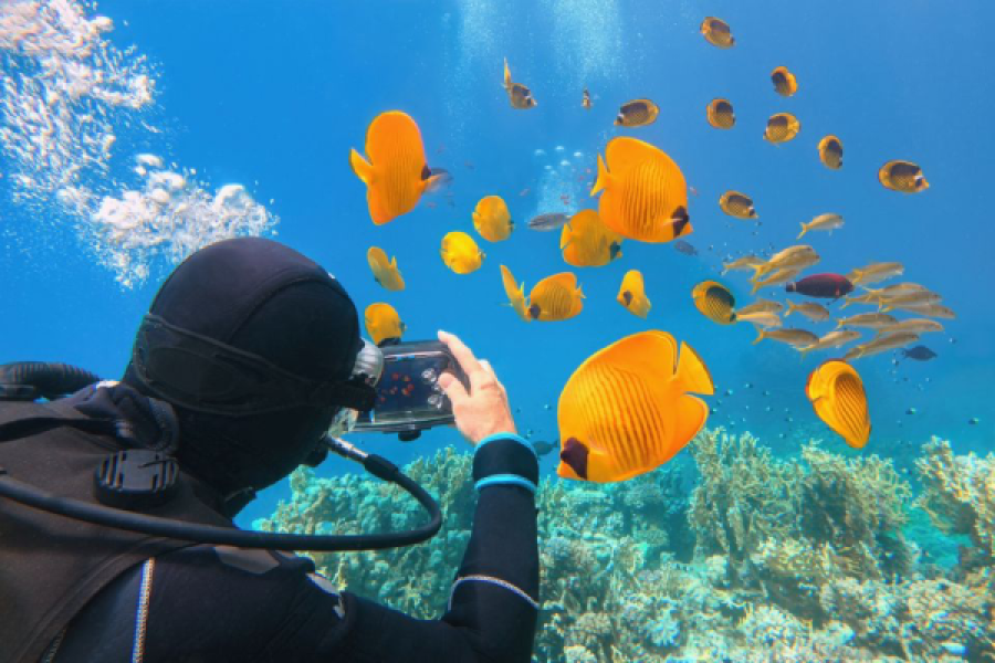 Digital Underwater Photographer in Sharm El-Sheikh.