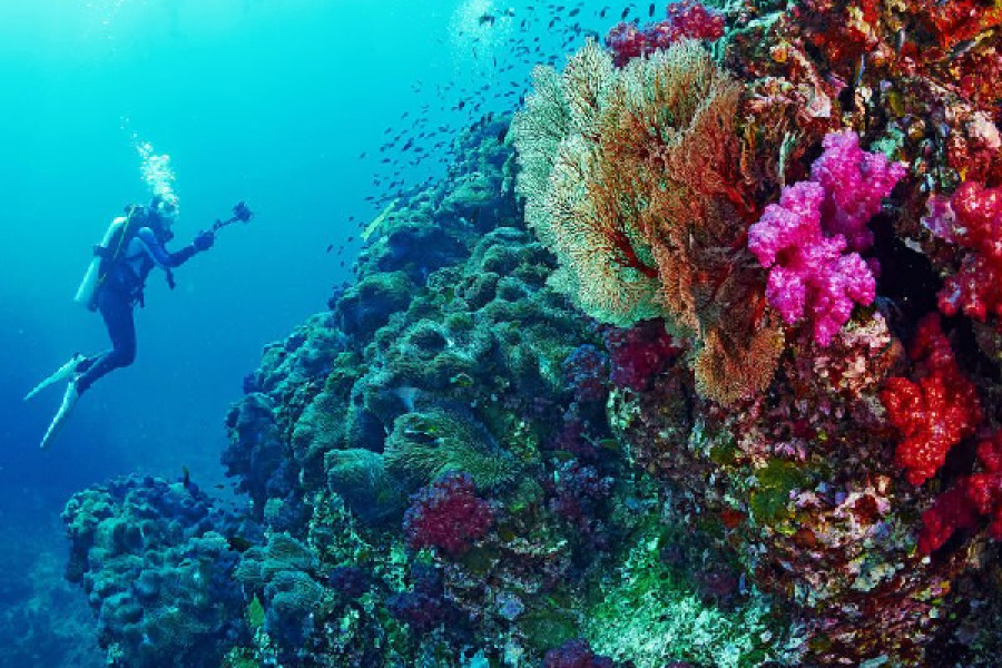 Drift Diver in Marsa Alam