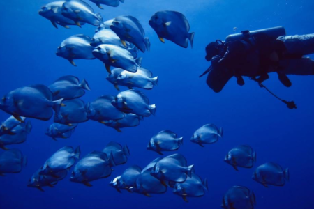 Drift Diver in Sharm El-Sheikh