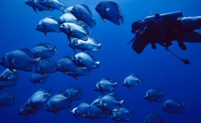 Drift Diver in Sharm El-Sheikh