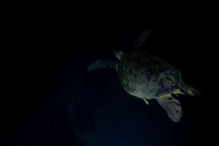 Night Diver in Marsa Alam