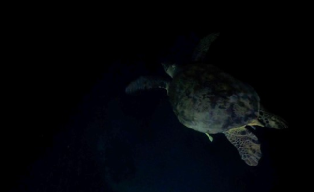 Night Diver in Marsa Alam