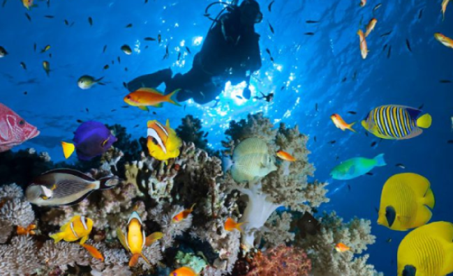 Night Diver in Sharm El-Sheikh