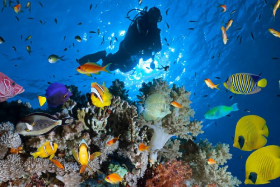 Night Diver in Sharm El-Sheikh