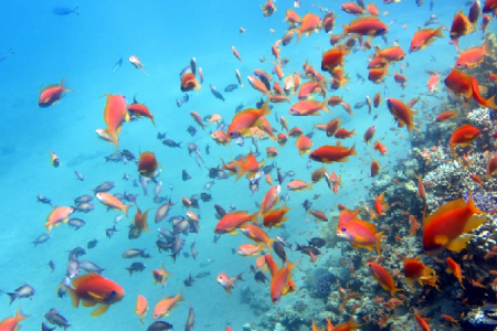 PADI Scuba Diver in Dahab