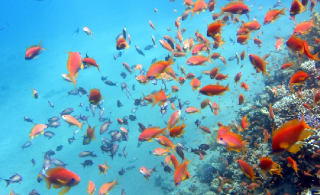 PADI Scuba Diver in Dahab