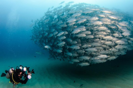 Padi Scuba Diving In Marsa Alam