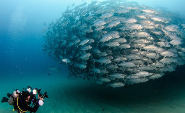 Padi Scuba Diving In Marsa Alam