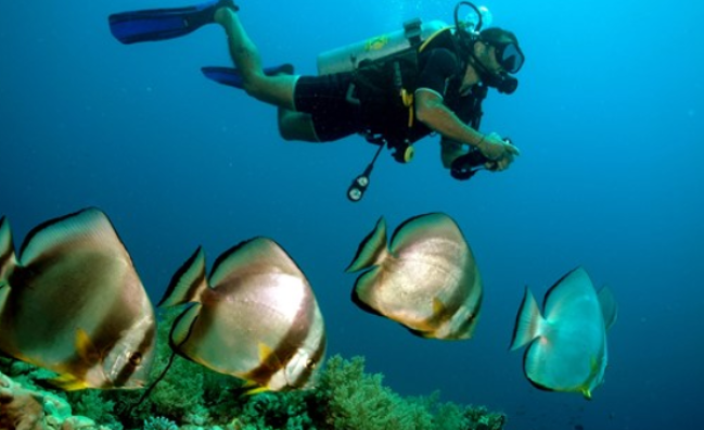 PADI Scuba Diver in Sharm El-Sheikh