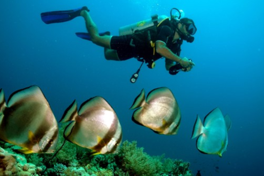 PADI Scuba Diver in Sharm El-Sheikh