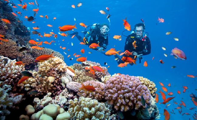 PADI Underwater Naturalist Course