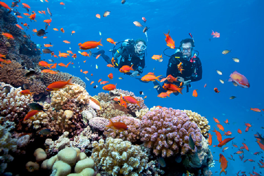 PADI Underwater Naturalist Course