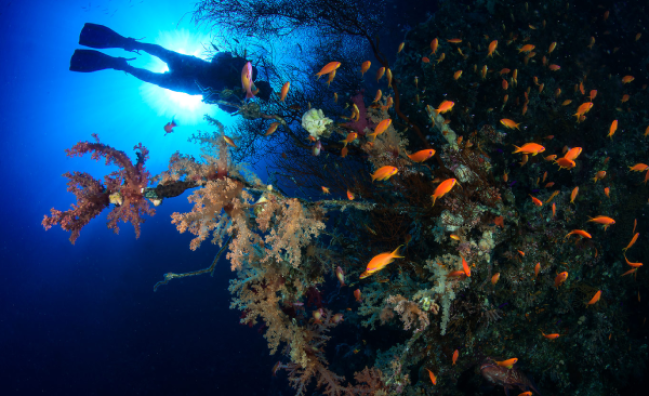 PADI Search and Recovery Diver Course in Sharm El Sheikh