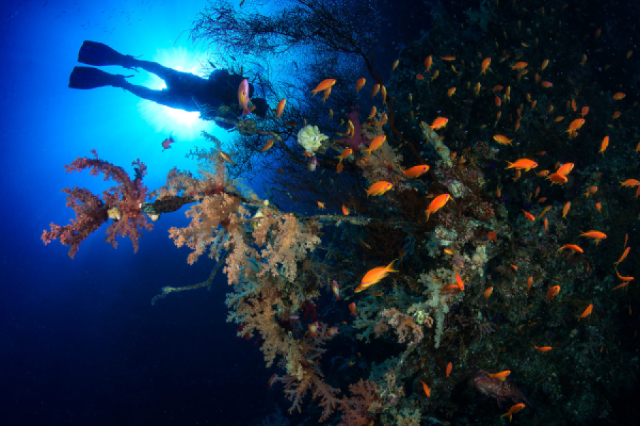 PADI Search and Recovery Diver Course in Sharm El Sheikh