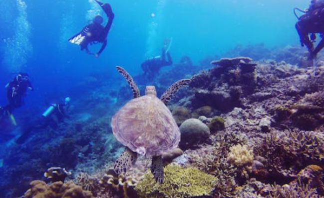 Underwater Naturalist in Marsa Alam