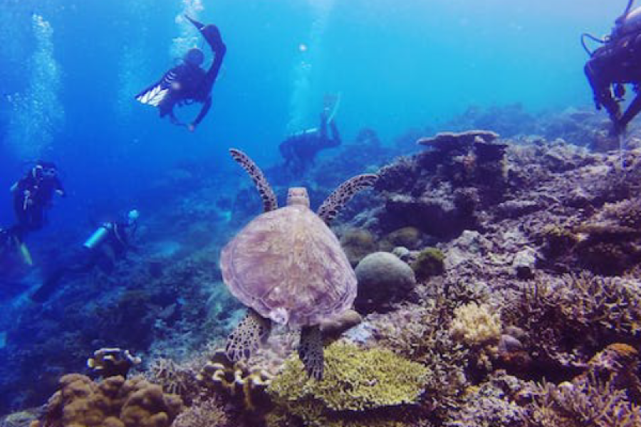 Underwater Naturalist in Marsa Alam