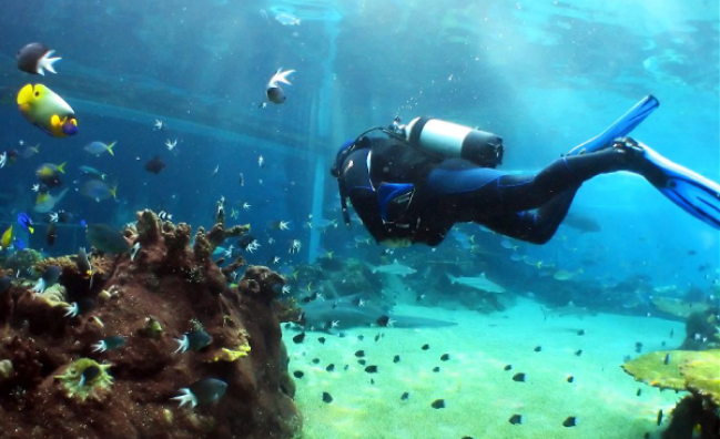 Underwater Naturalist in Sharm El-Sheikh