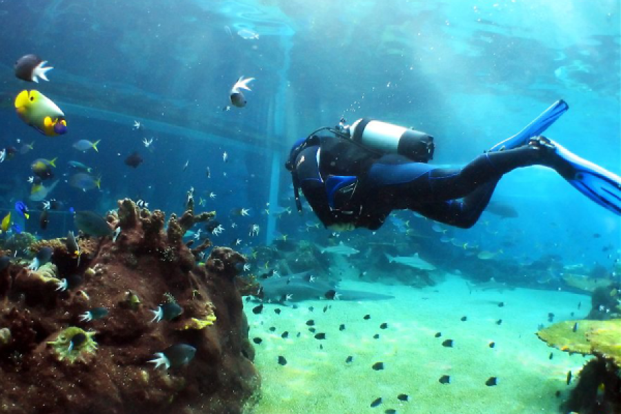 Underwater Naturalist in Sharm El-Sheikh