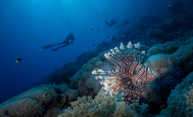 Underwater Videographer in Marsa Alam