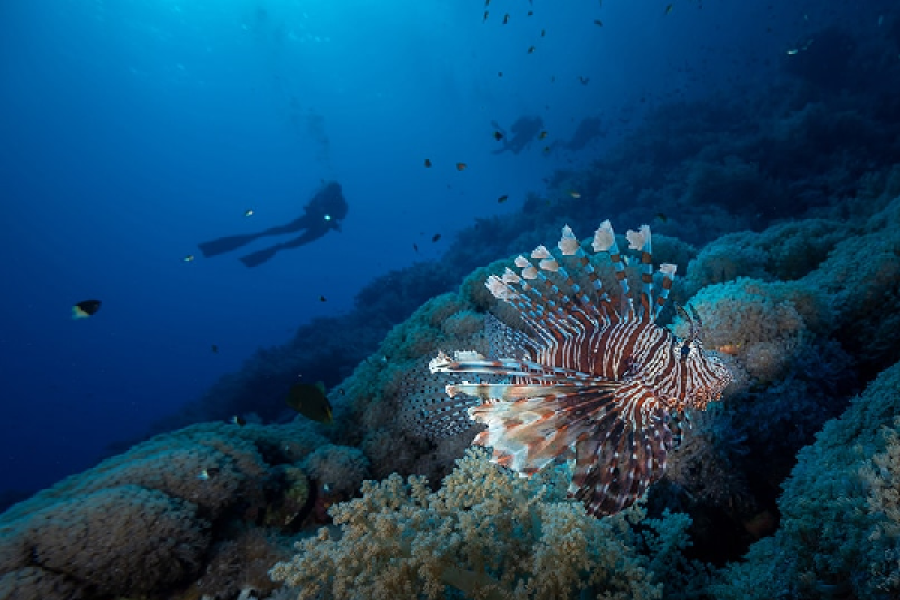 Underwater Videographer in Marsa Alam