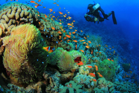 Underwater videographer in Sharm EL-Sheikh