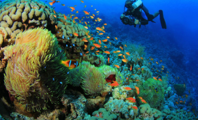 Underwater videographer in Sharm EL-Sheikh