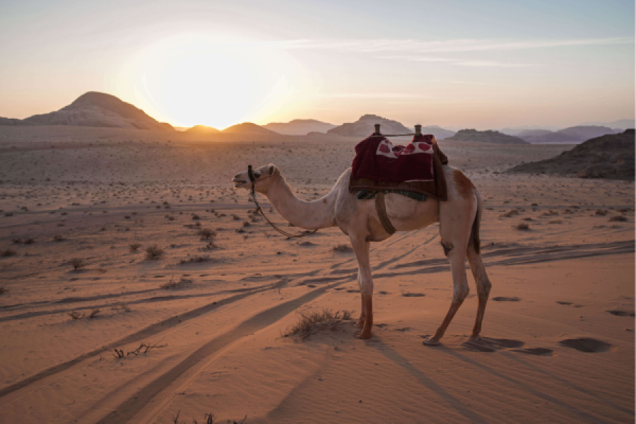 Camel riding in Hurghada