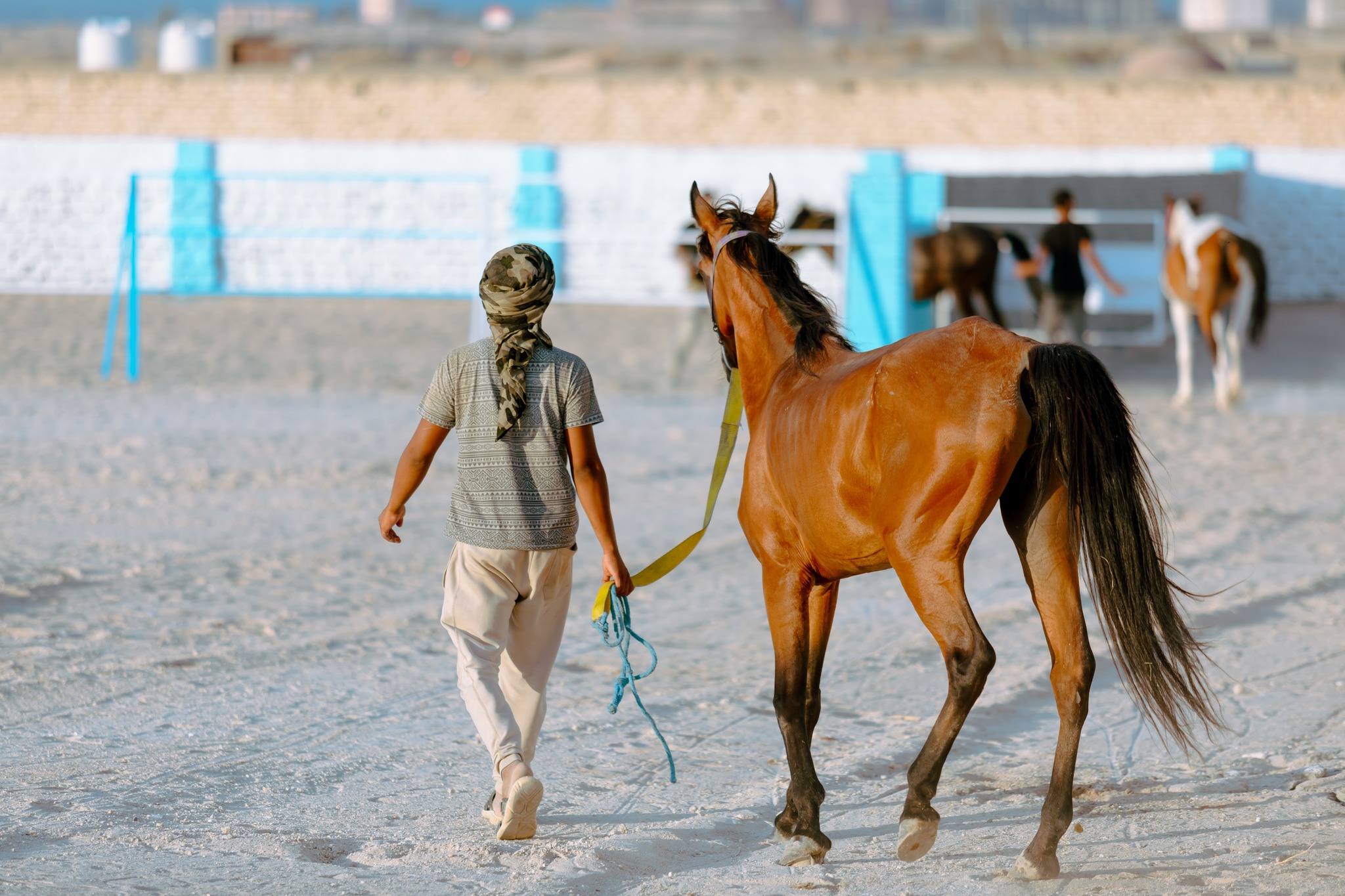 horse riding in Hurghada