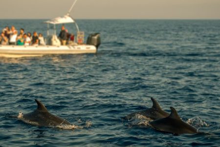 Dolphin Speed Boat Trip In Hurghada